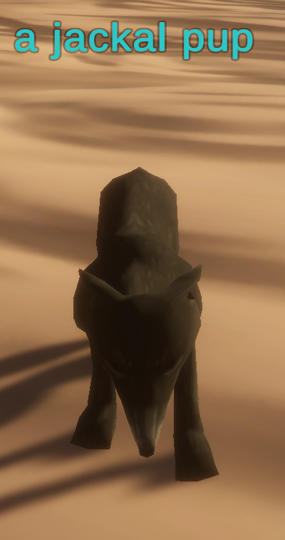 a jackal pup