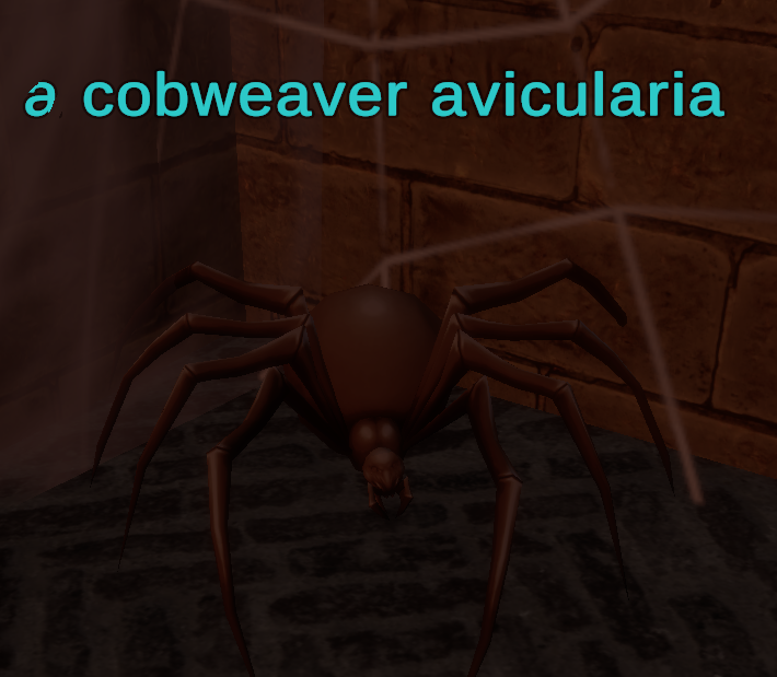 A cobweaver avicularia