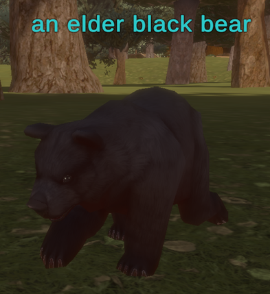 an elder black bear