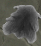 Medium-Quality Wolf Pelt