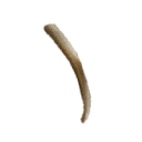 Fang of the Recluse