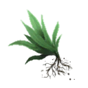 Basil