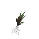 Thyme