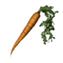Carrot