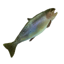Whitefish