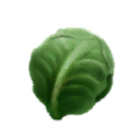 Cabbage