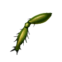 Carrion Beetle Legs