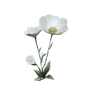Ghost Poppy