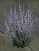 Whispering Sage