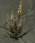 Duneleaf