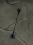 Witherweed