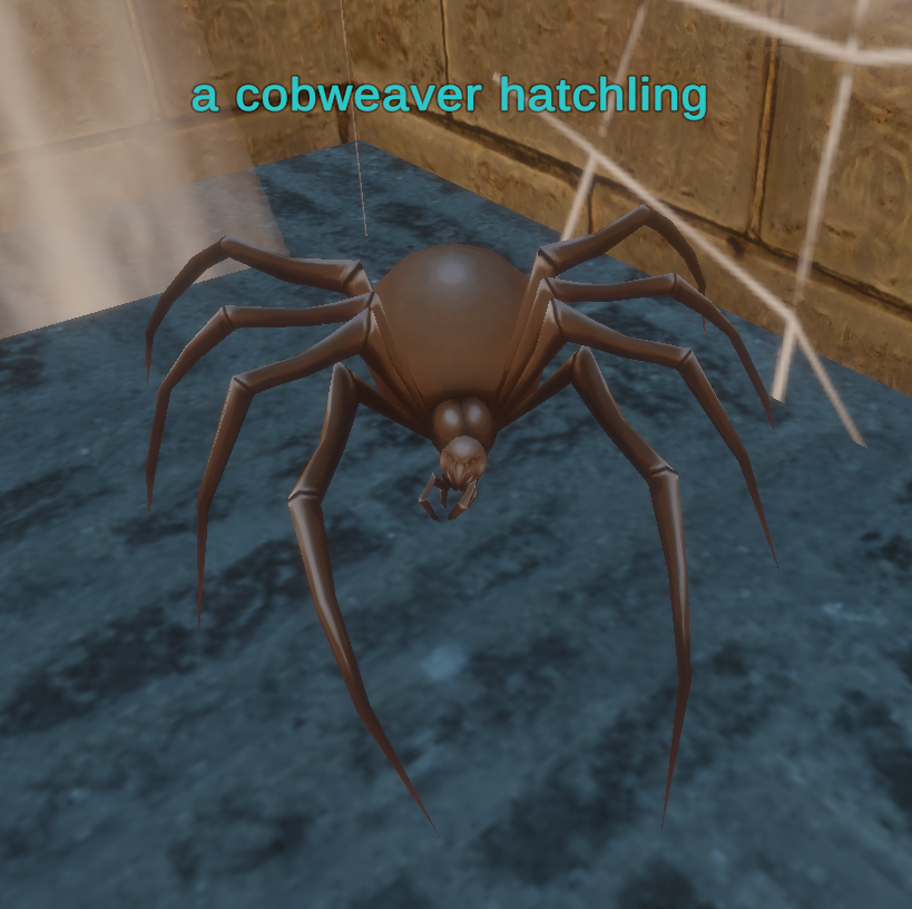 a cobweaver hatchling