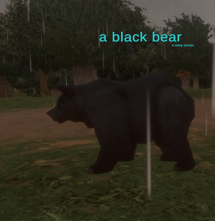 a black bear
