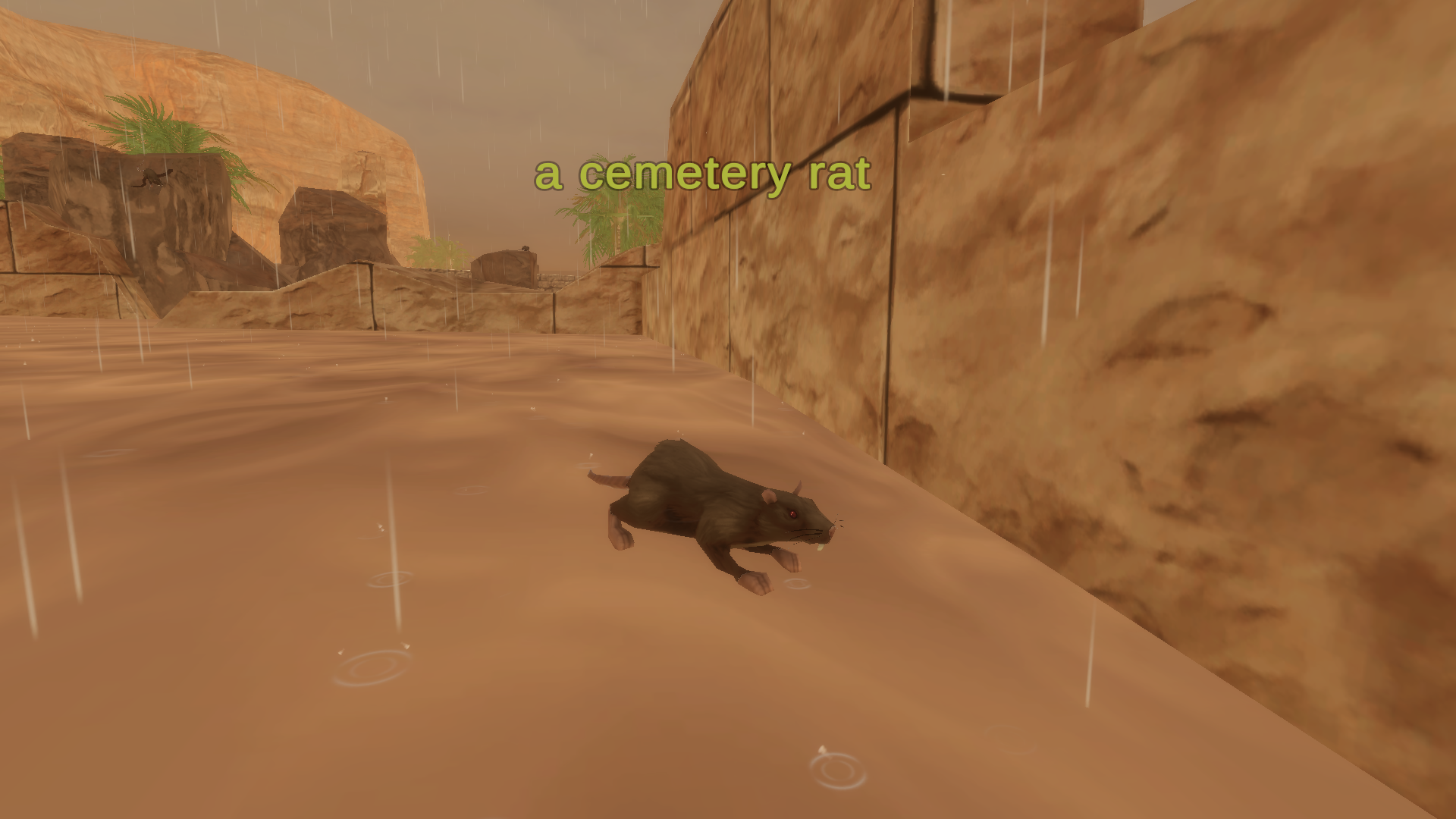 A cemetary rat