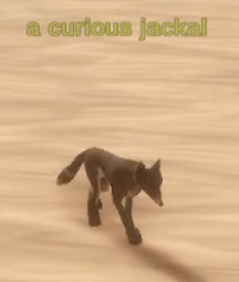 an ashira shapeshifter